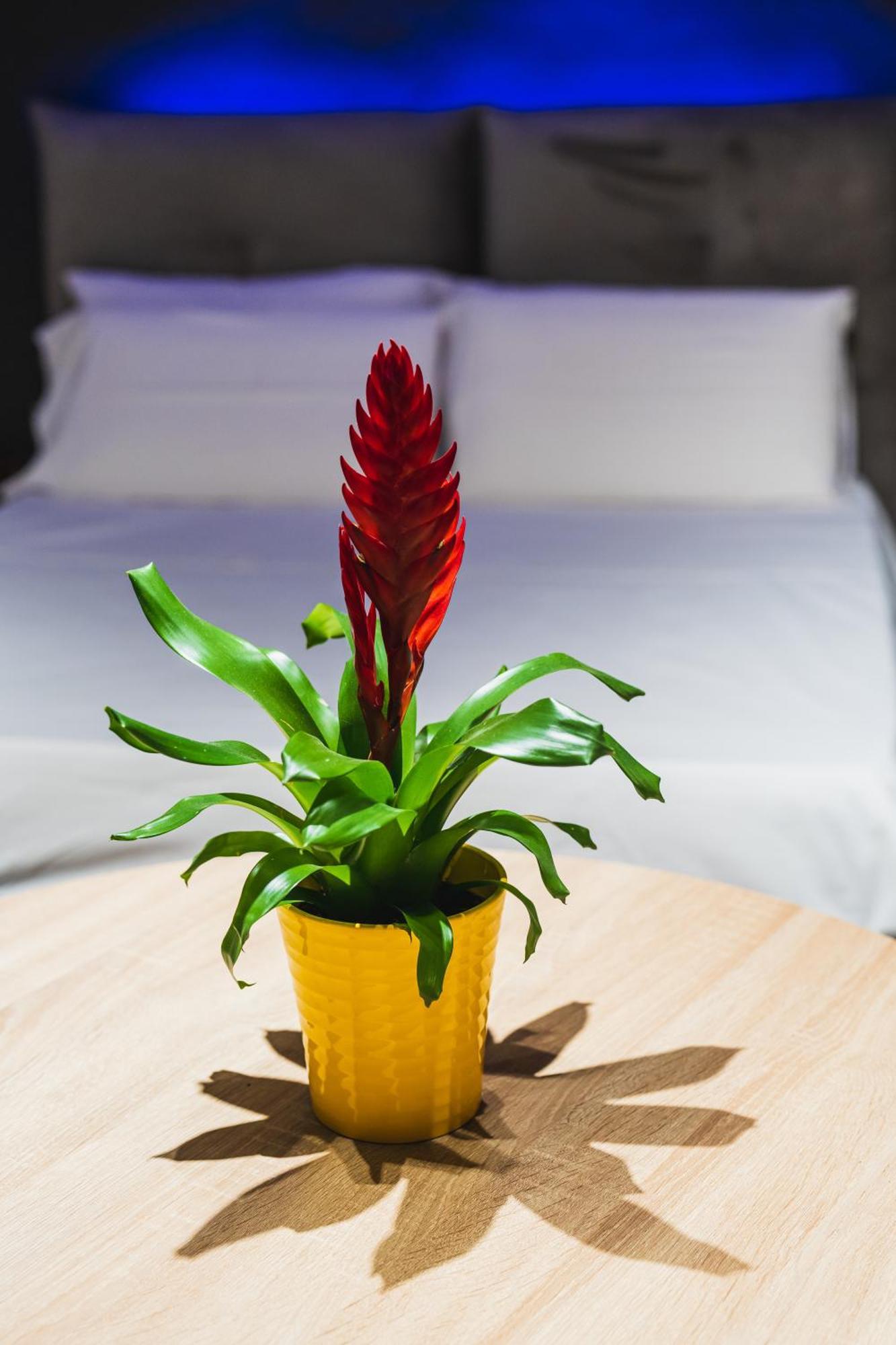 Arcolobello B&B Aparthotel Corato Zewnętrze zdjęcie